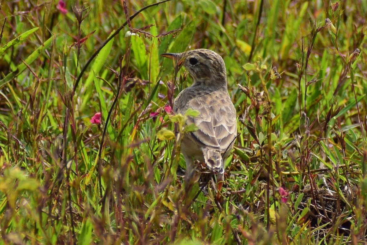pipit sp. - ML644637337