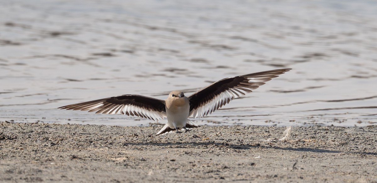 Small Pratincole - ML644637338