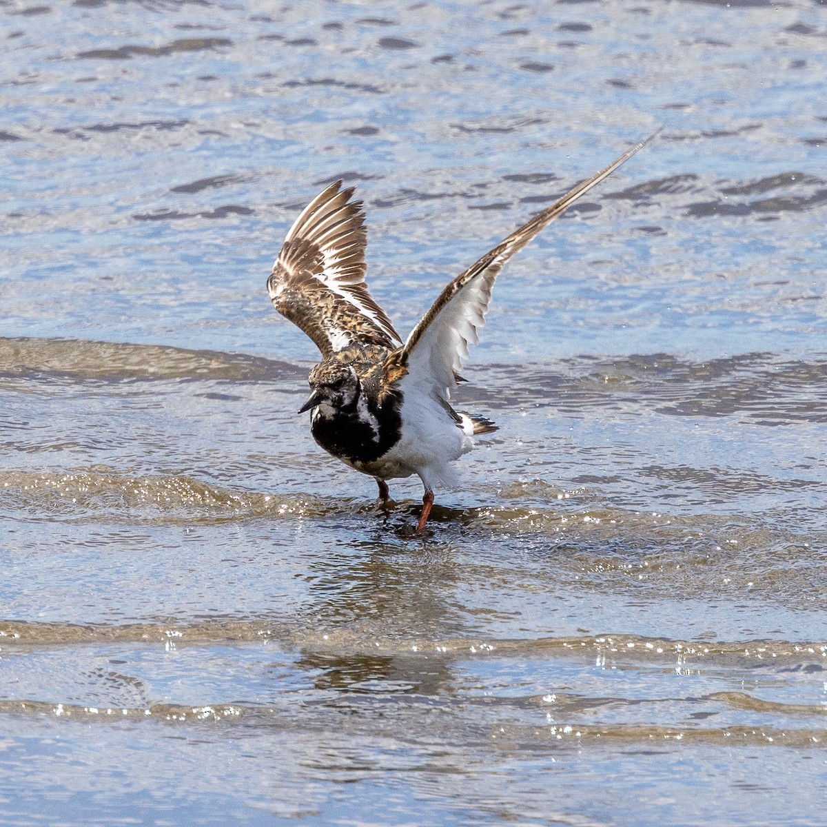 Ruddy Turnstone - ML644637339