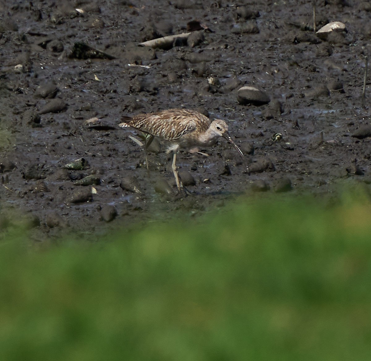 storspove - ML644637340