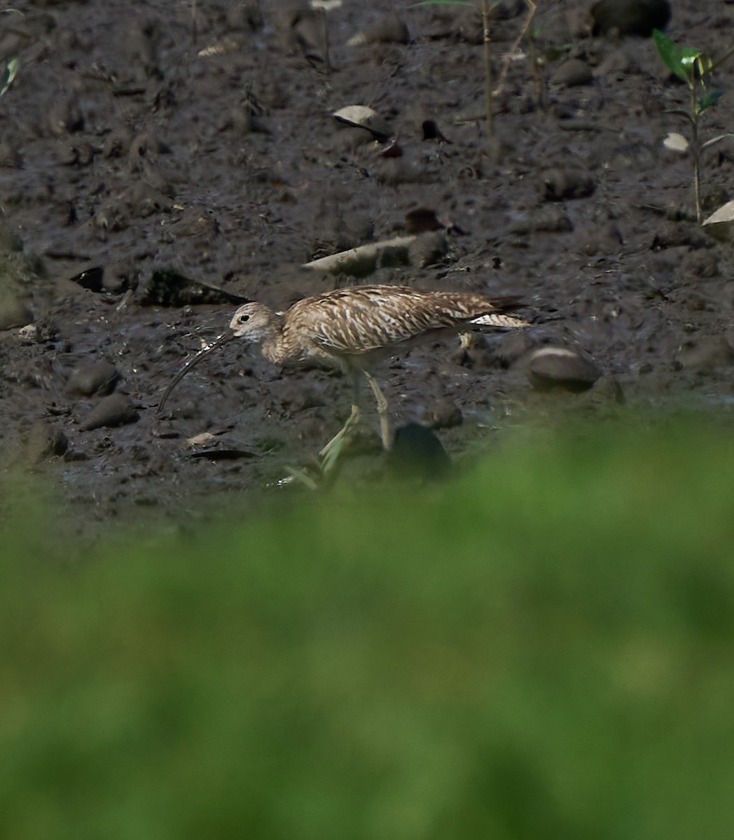 storspove - ML644637341