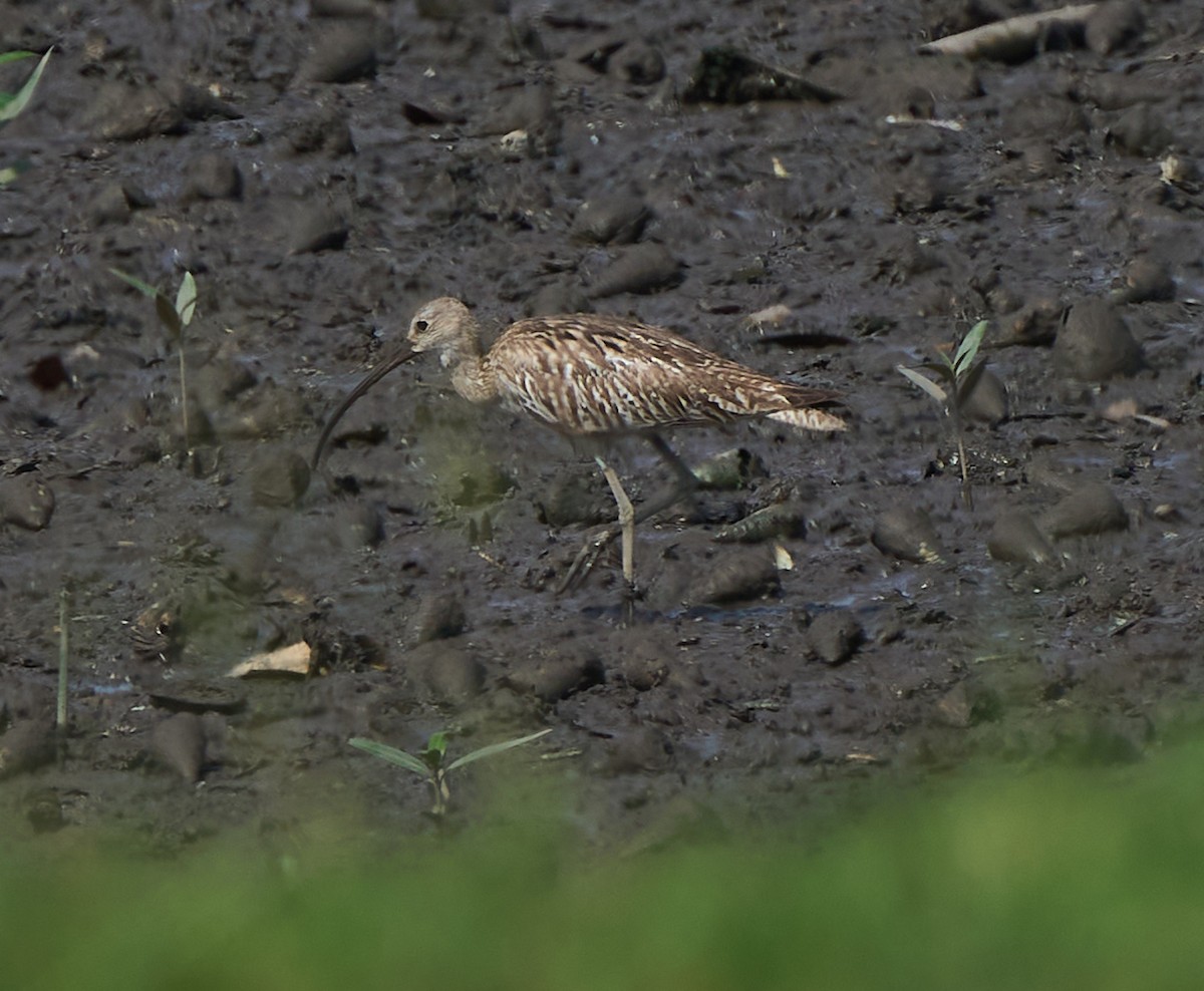 storspove - ML644637342