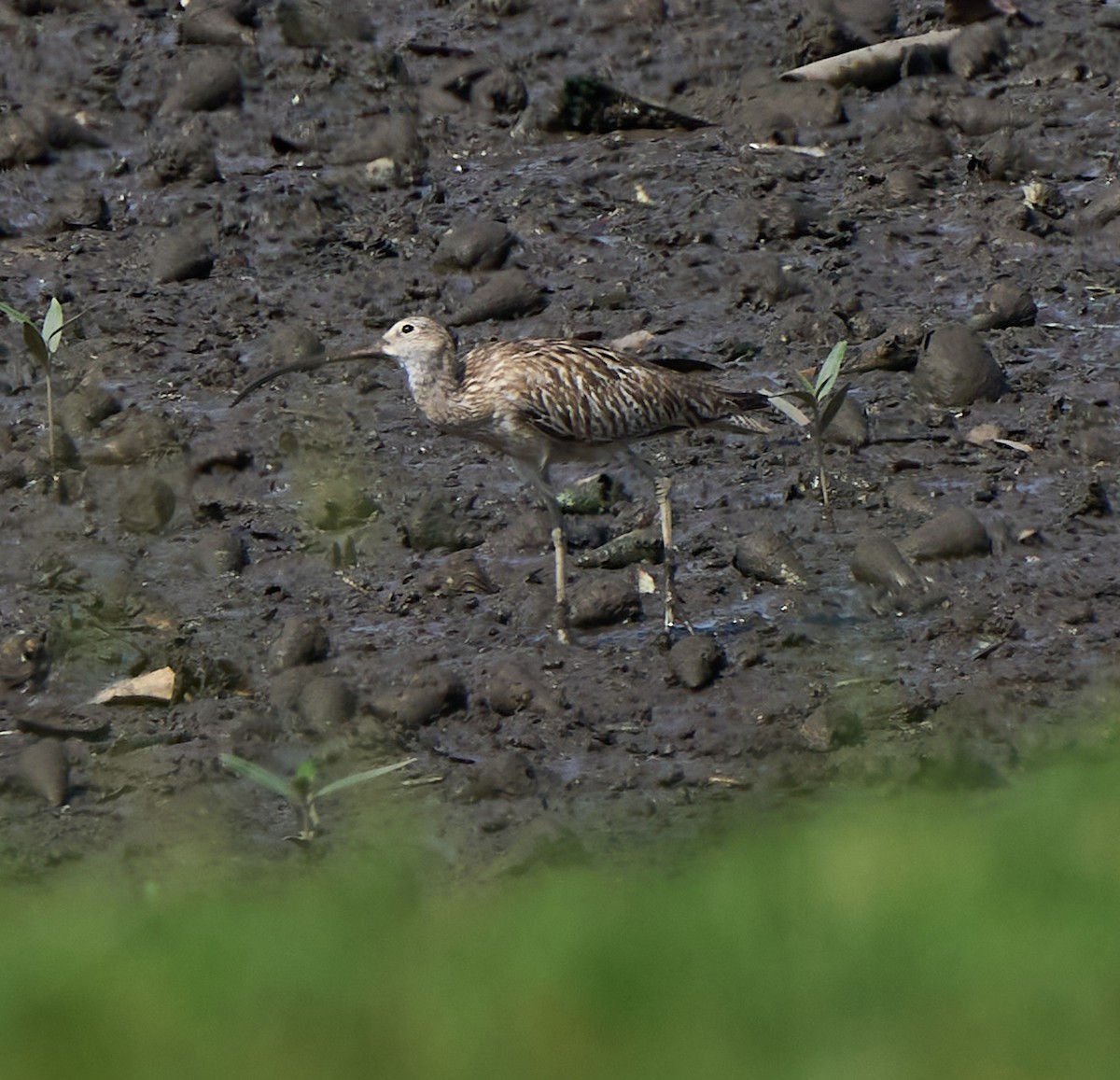 storspove - ML644637343