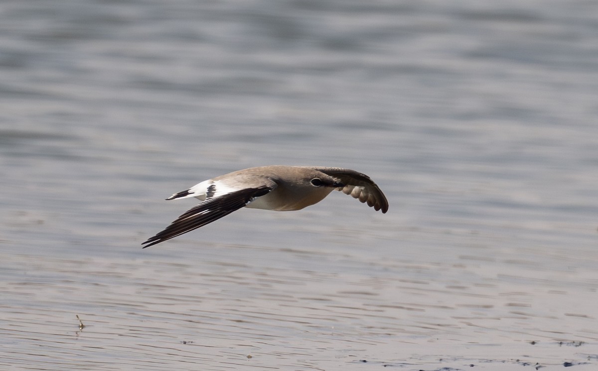 Small Pratincole - ML644637344
