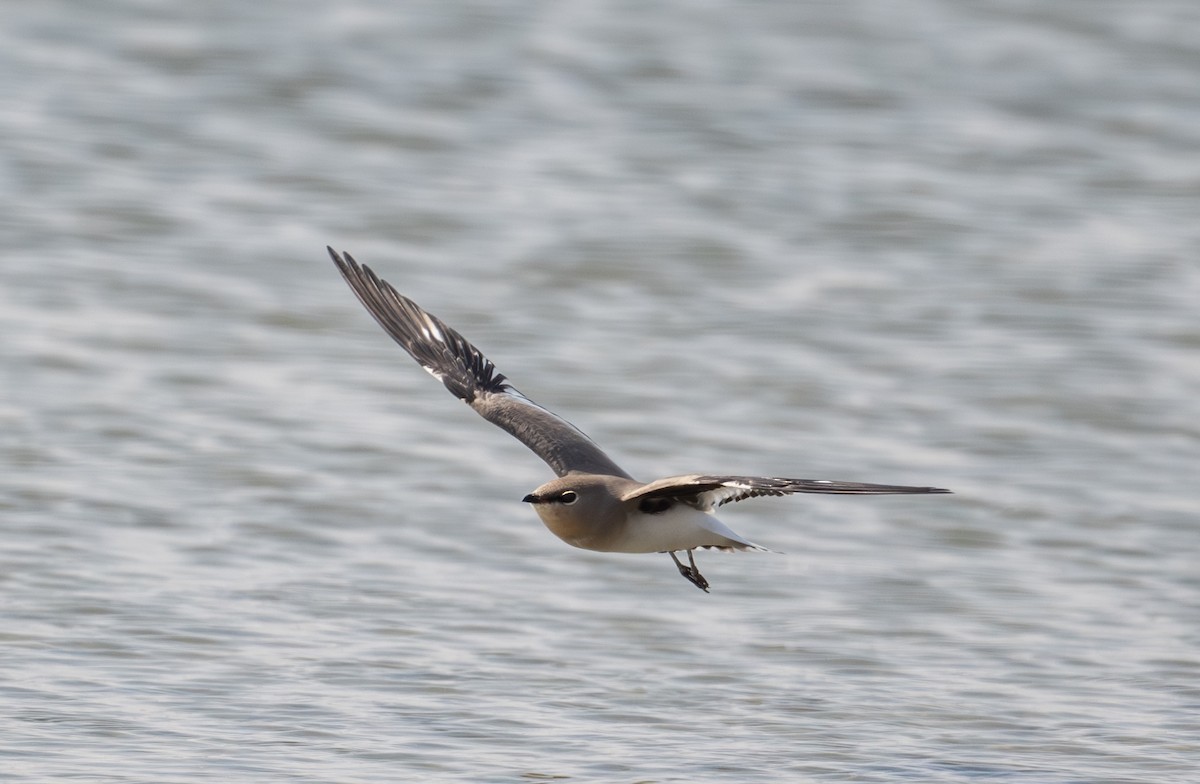Small Pratincole - ML644637345