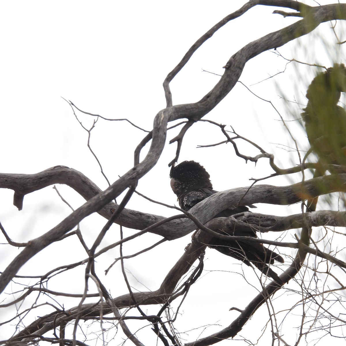 Red-tailed Black-Cockatoo - ML644637346