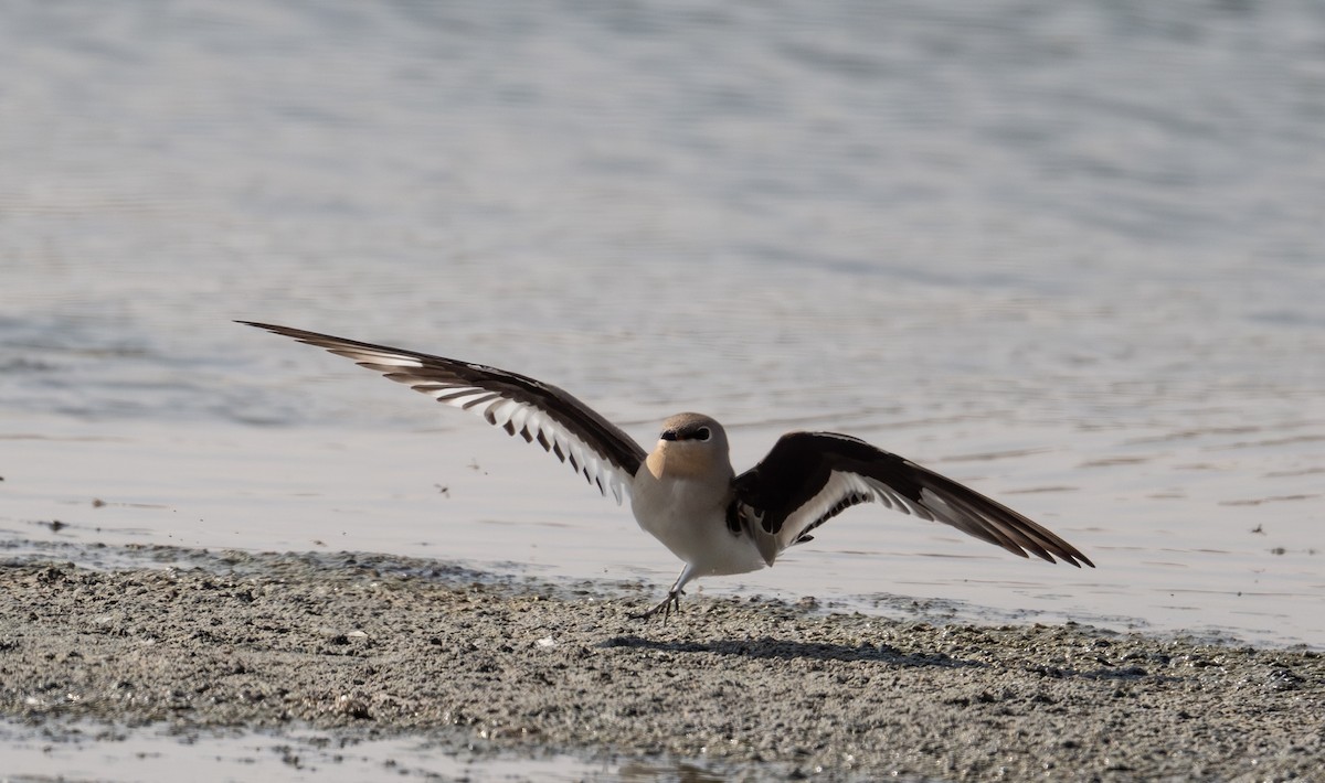 Small Pratincole - ML644637350
