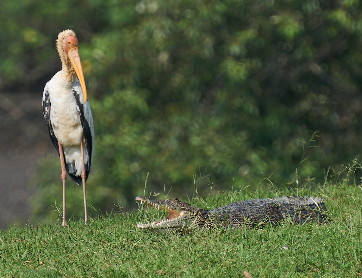 Milky Stork - ML644637355