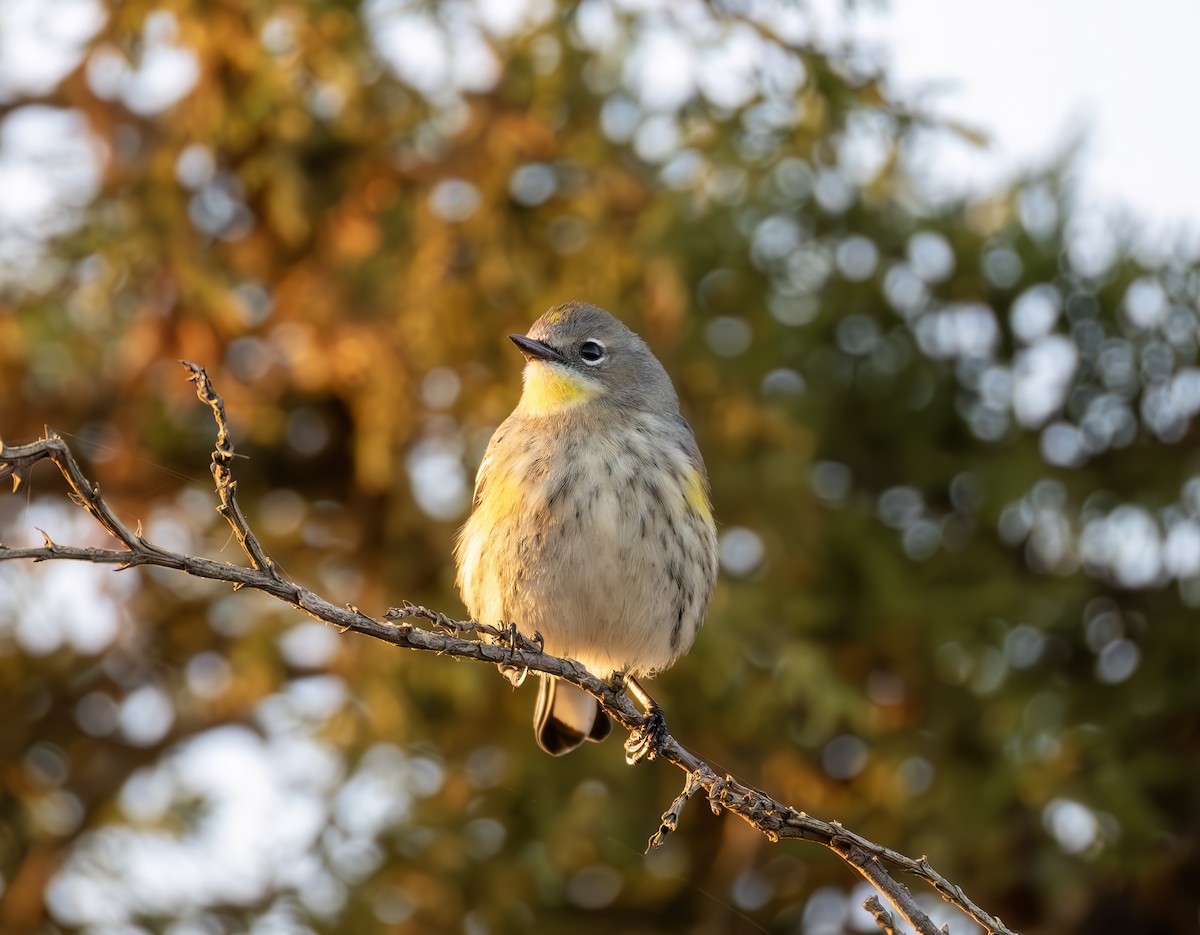 Yellow-rumped Warbler - ML644637367