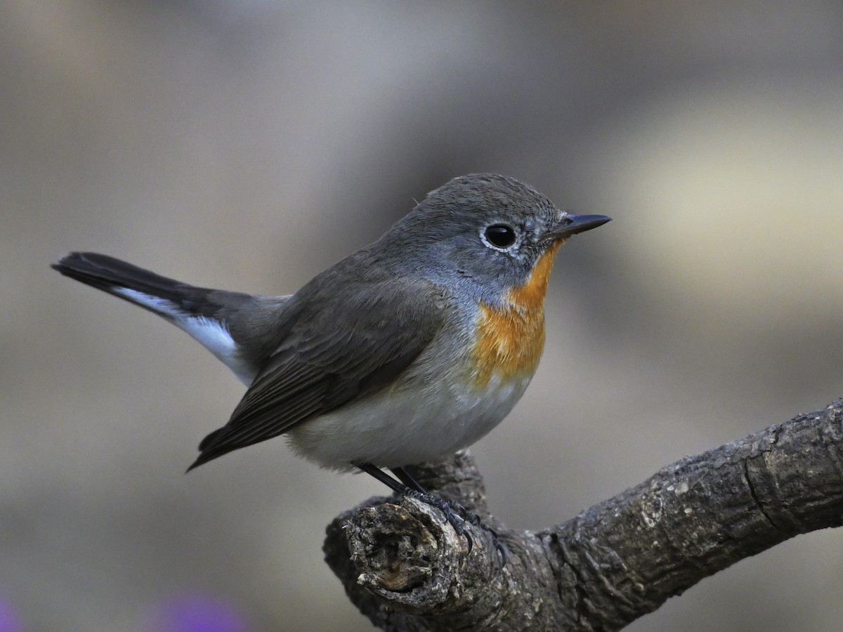 Red-breasted Flycatcher - ML644637368