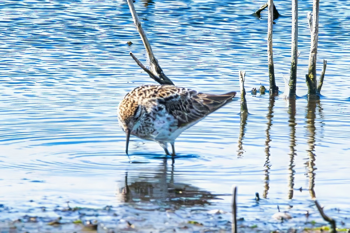 Rotkehl-Strandläufer - ML644637369