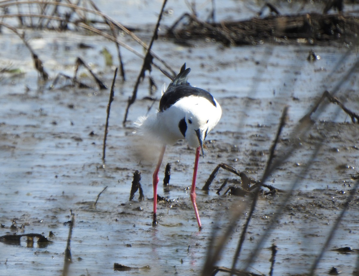Pied Stilt - ML644637374