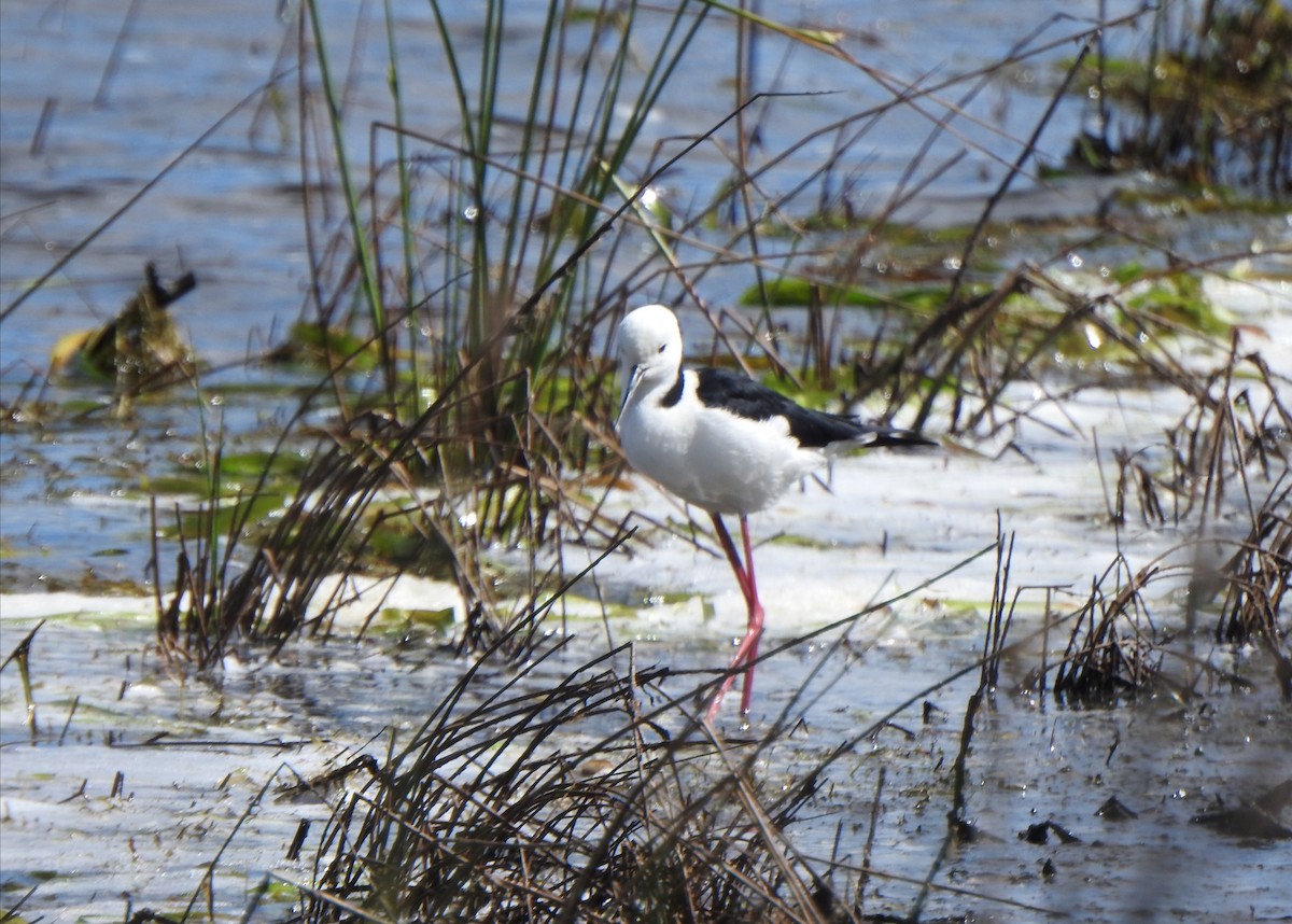 Pied Stilt - ML644637375