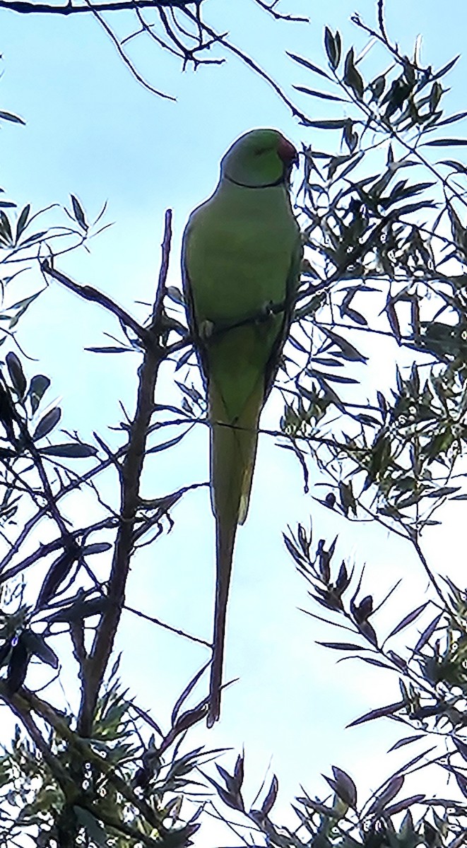 ホンセイインコ - ML644637388