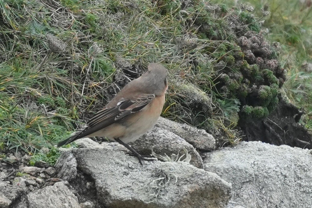 Northern Wheatear (Greenland) - ML644637389