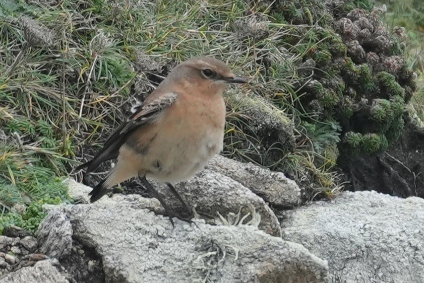 Northern Wheatear - ML644637390