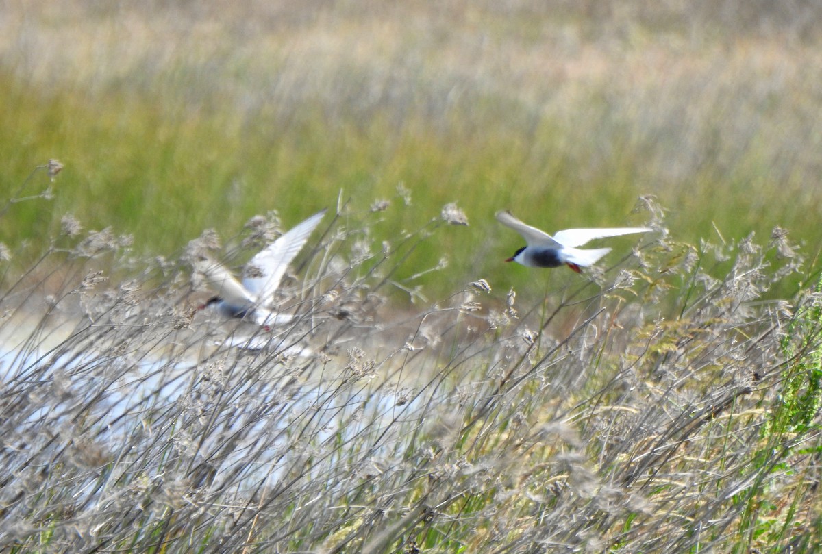 Whiskered Tern - ML644637397