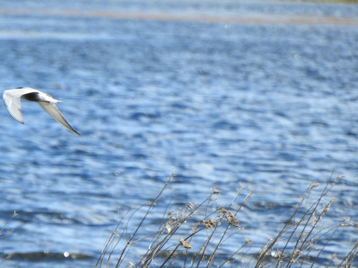 Whiskered Tern - ML644637398