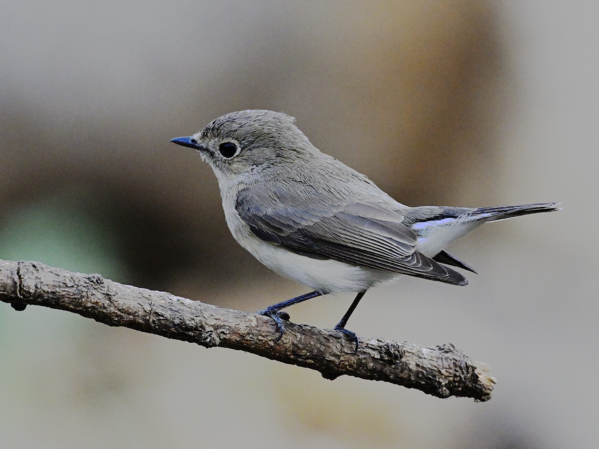 Taiga Flycatcher - ML644637400
