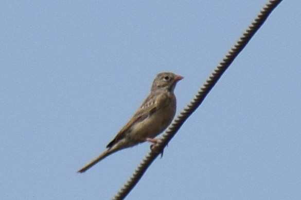 Gray-necked Bunting - ML644637404