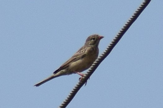 Gray-necked Bunting - ML644637405