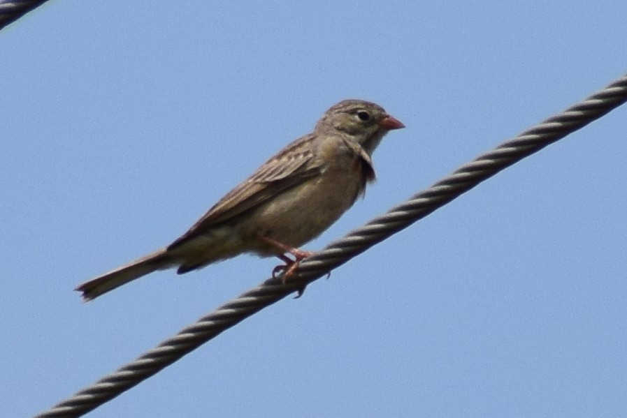Gray-necked Bunting - ML644637406