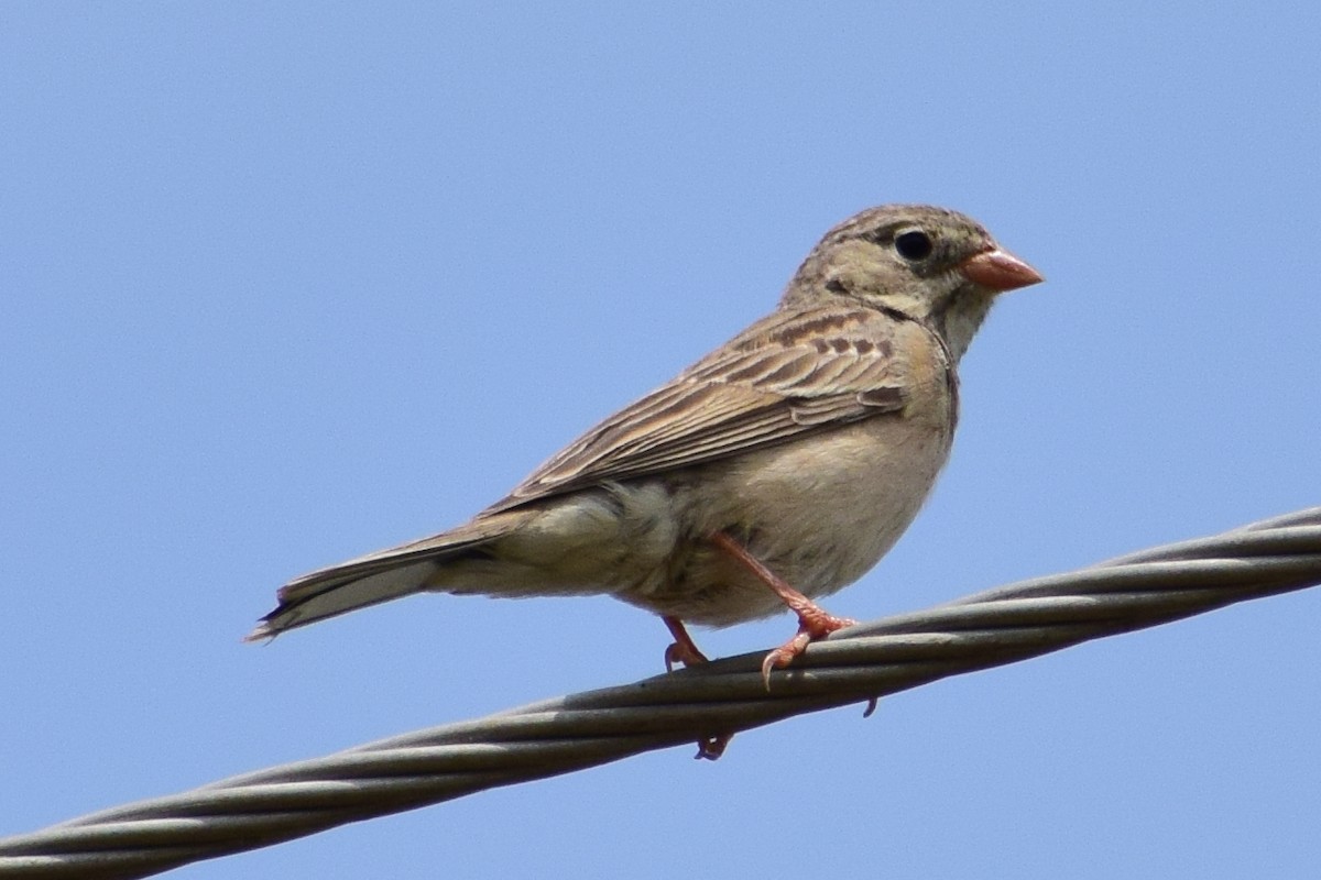 Gray-necked Bunting - ML644637407