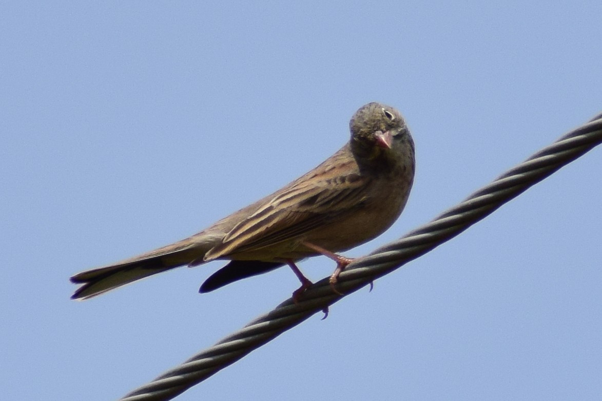 Gray-necked Bunting - ML644637408