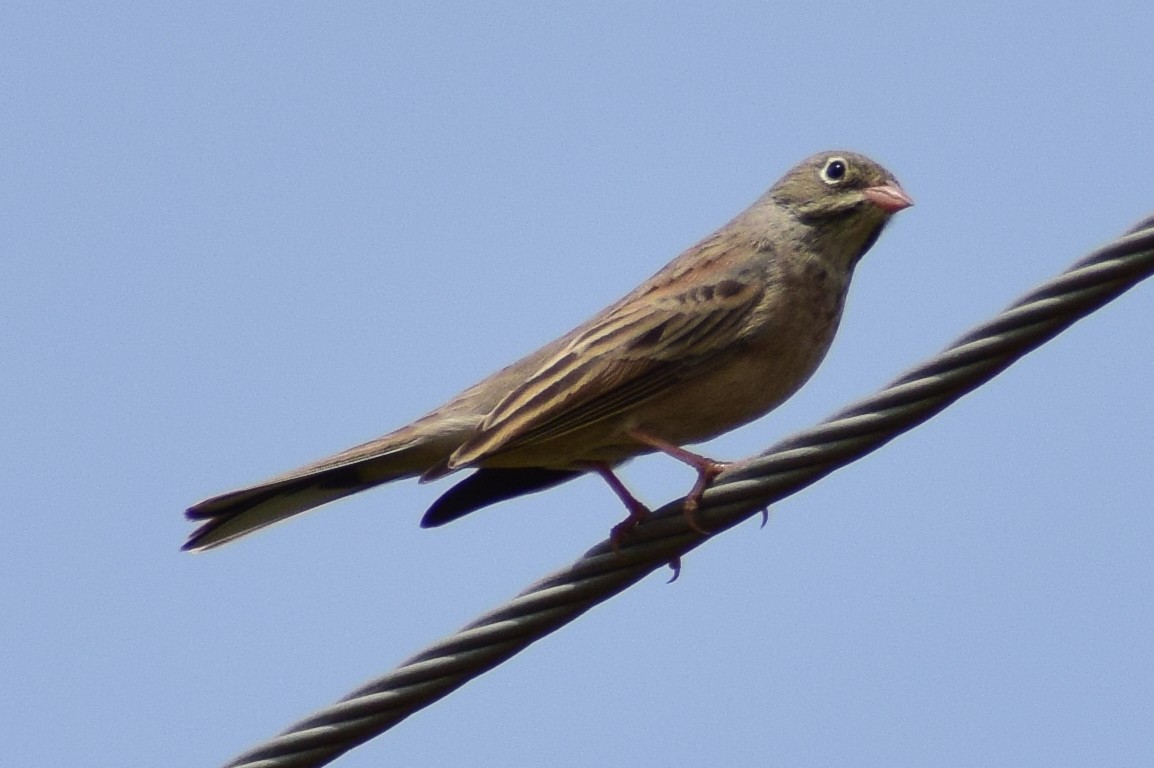 Gray-necked Bunting - ML644637409
