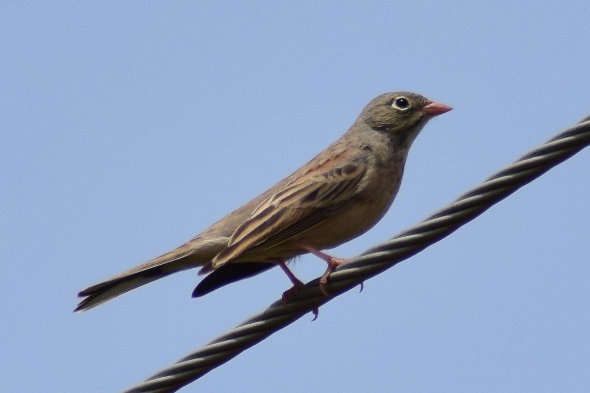 Gray-necked Bunting - ML644637410