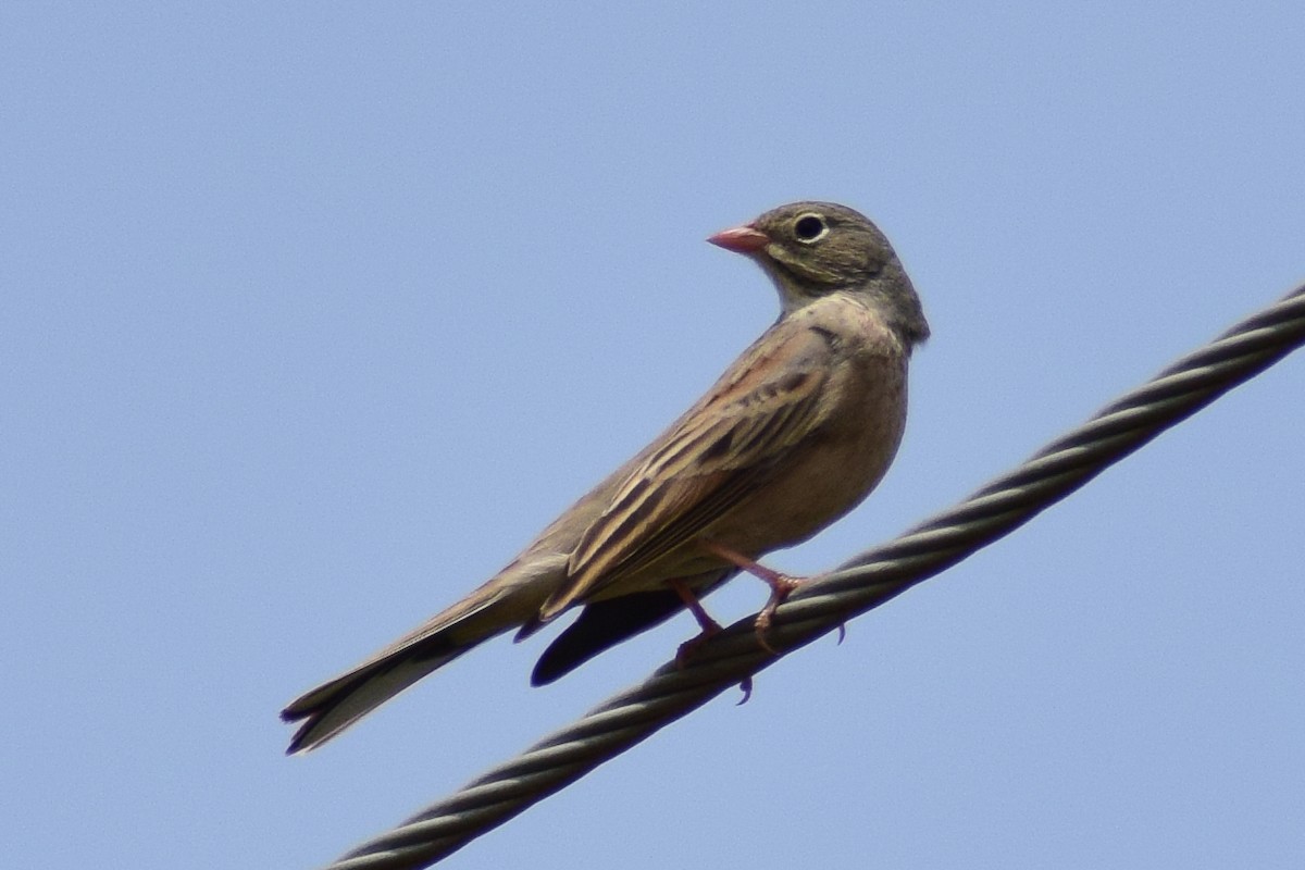 Gray-necked Bunting - ML644637411