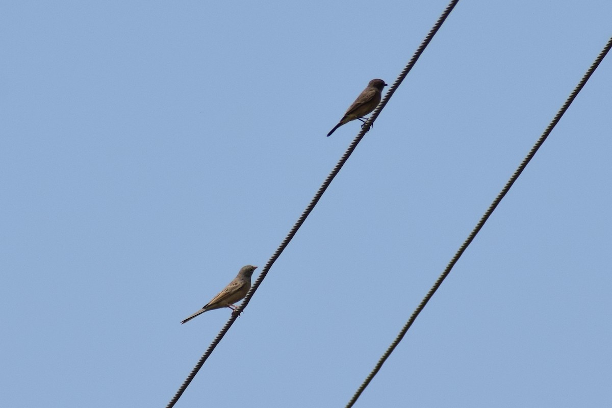Gray-necked Bunting - ML644637412