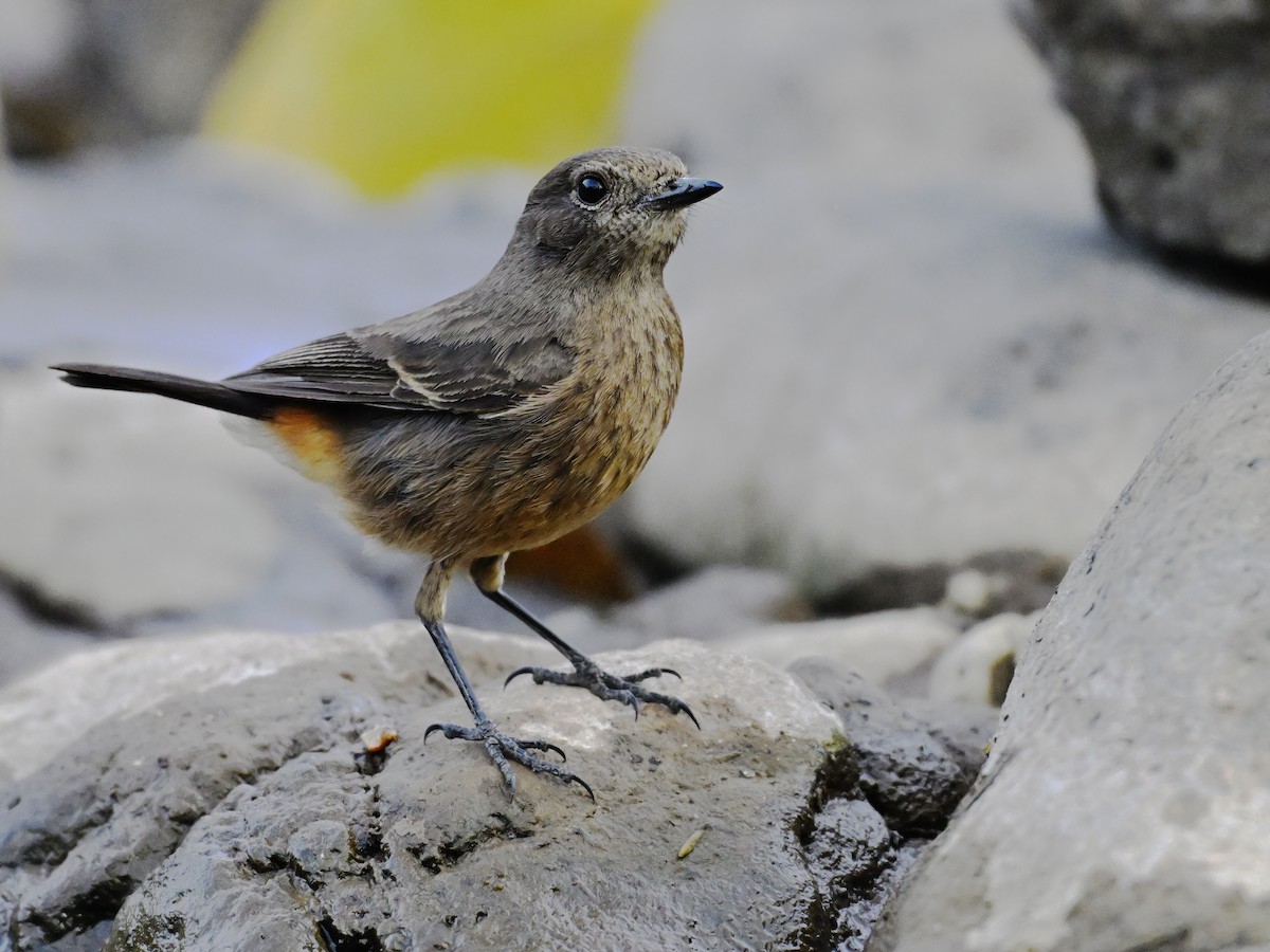 Pied Bushchat - ML644637413