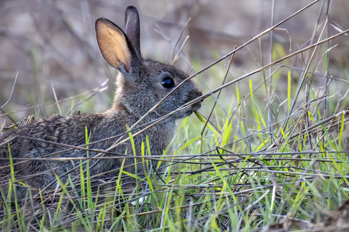 European Rabbit - ML644637414