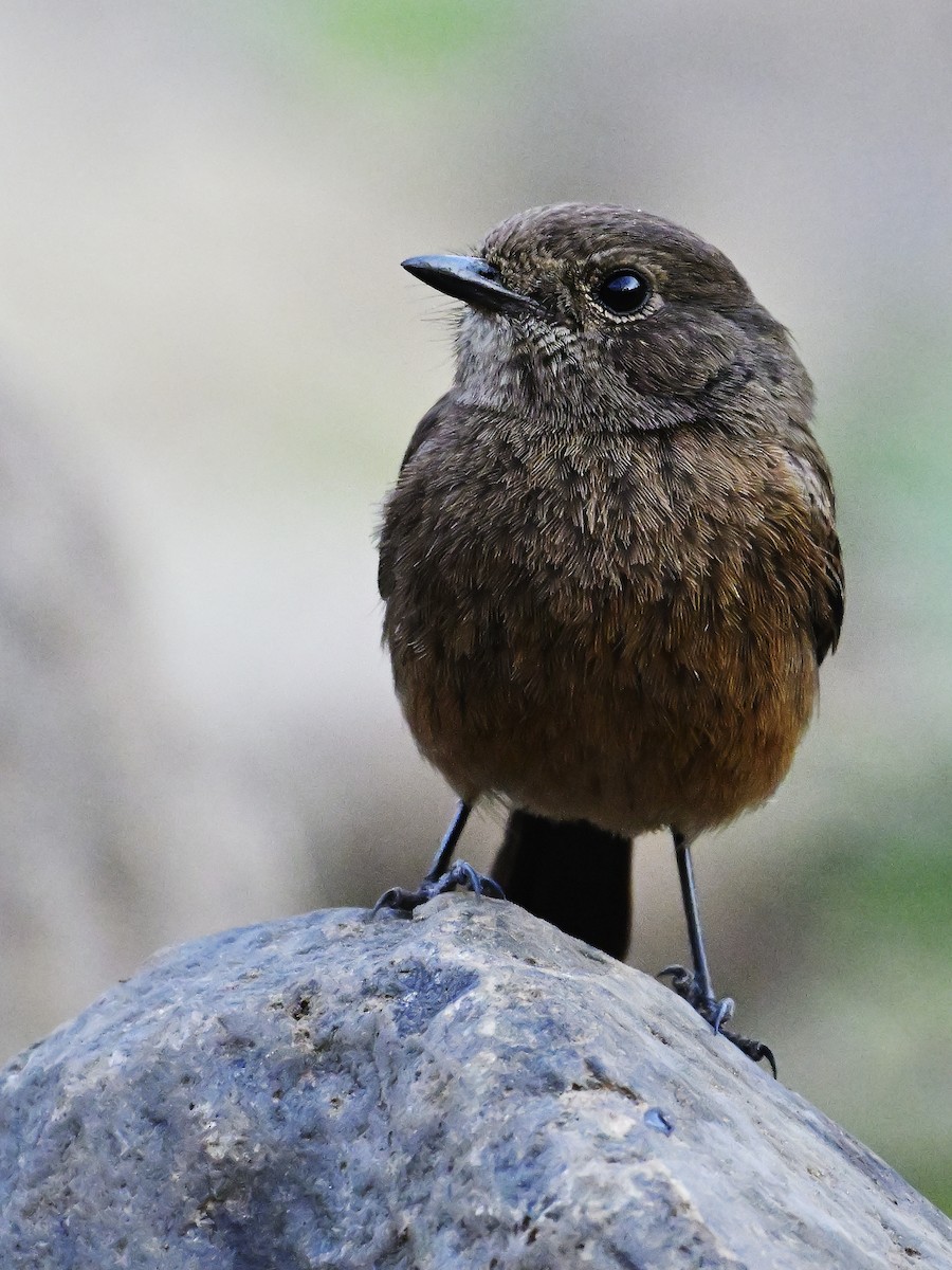 Pied Bushchat - ML644637415
