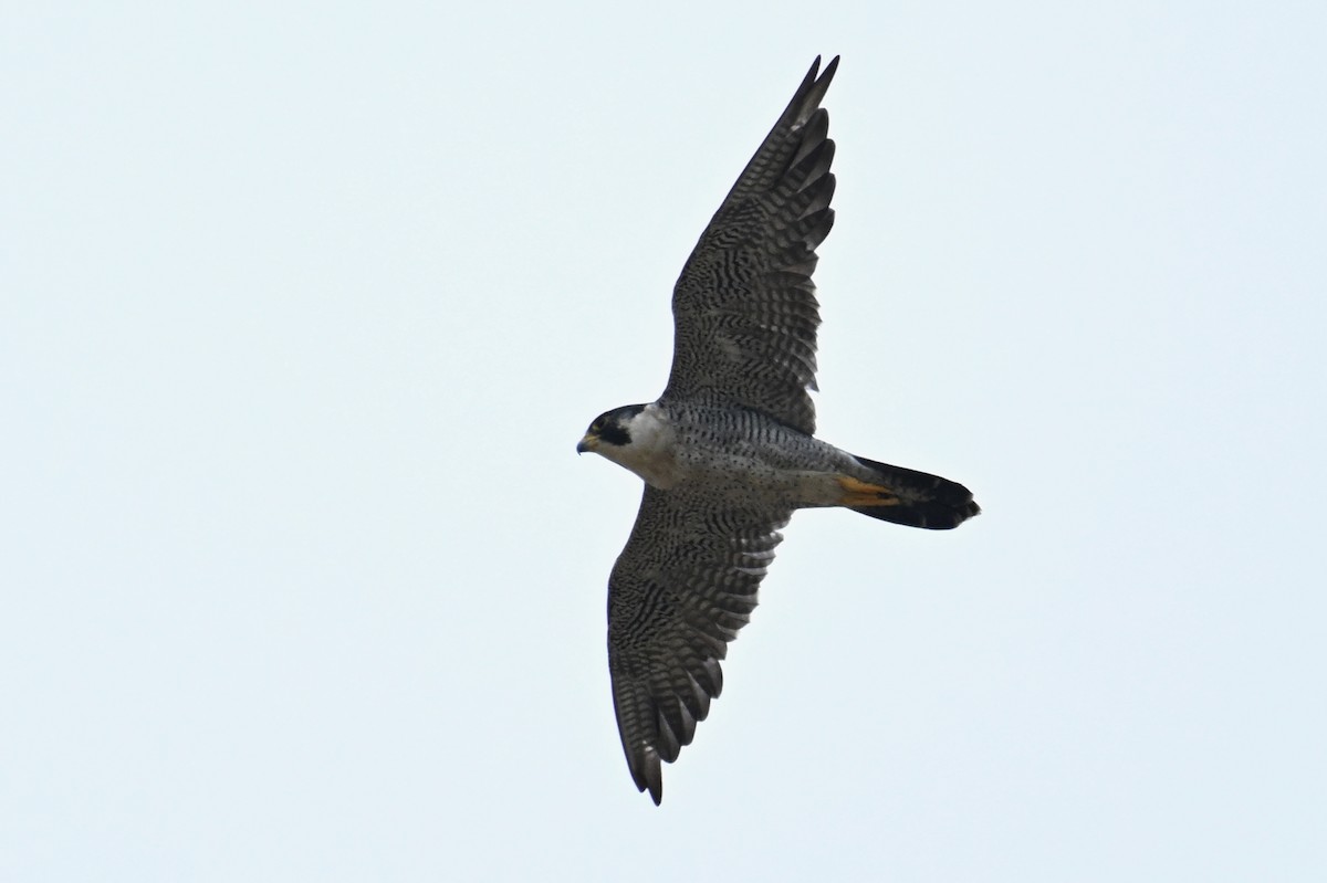 Peregrine Falcon - ML644637416