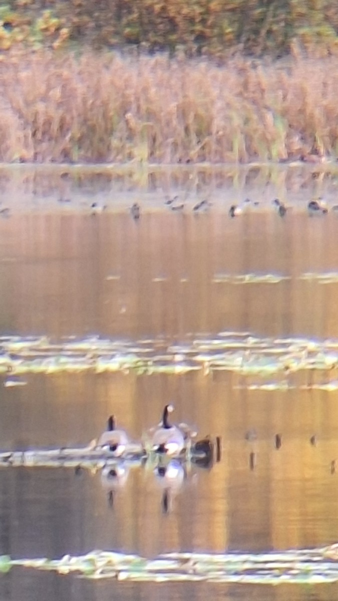 Canada Goose - ML644637417