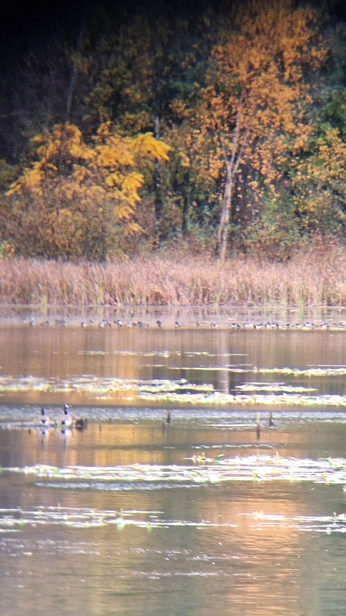 Canada Goose - ML644637418