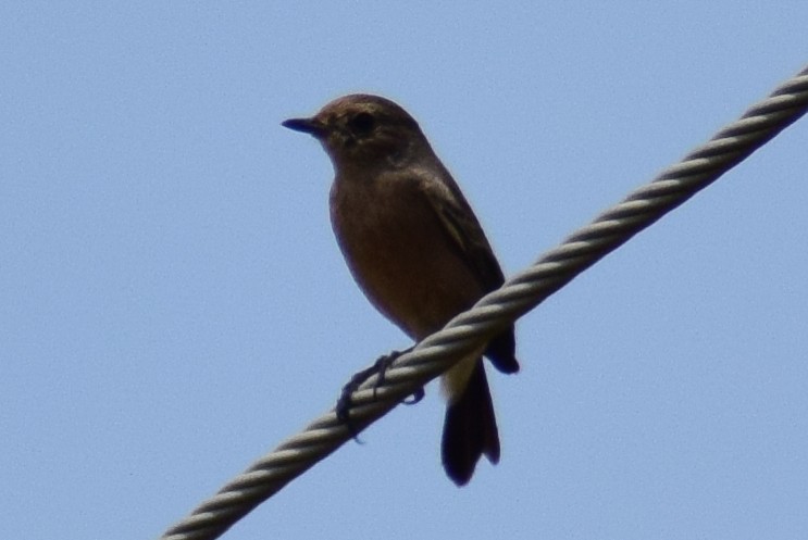 Pied Bushchat - ML644637419