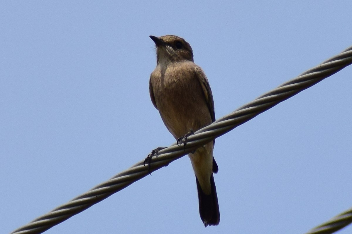 Pied Bushchat - ML644637420