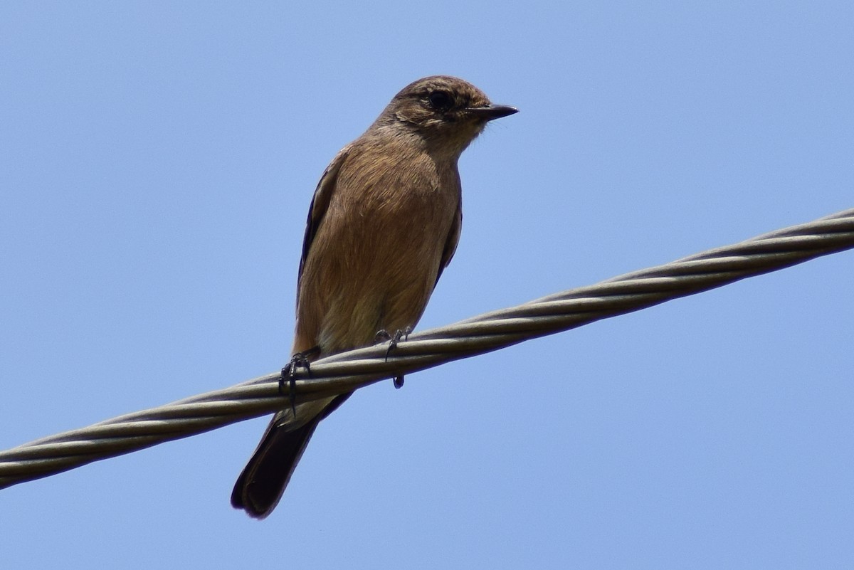 Pied Bushchat - ML644637421