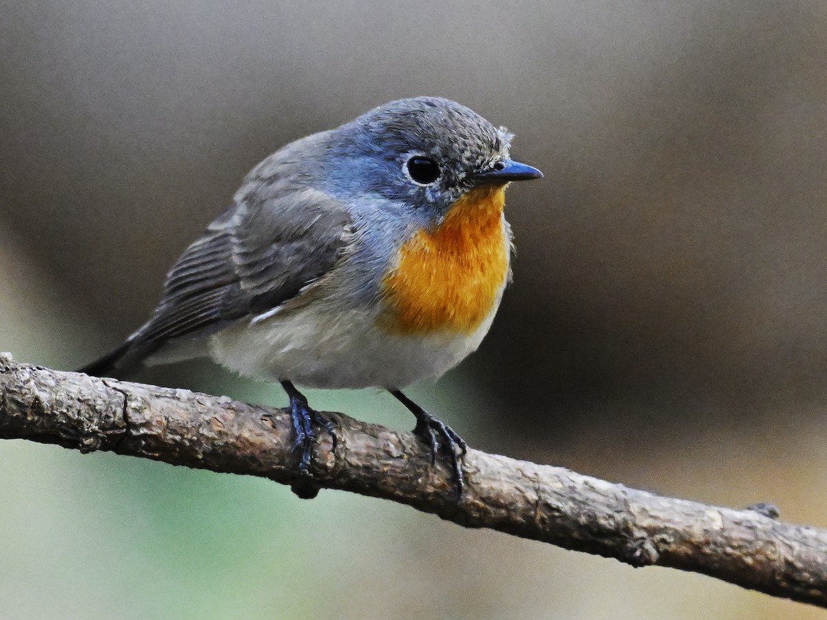 Red-breasted Flycatcher - ML644637422