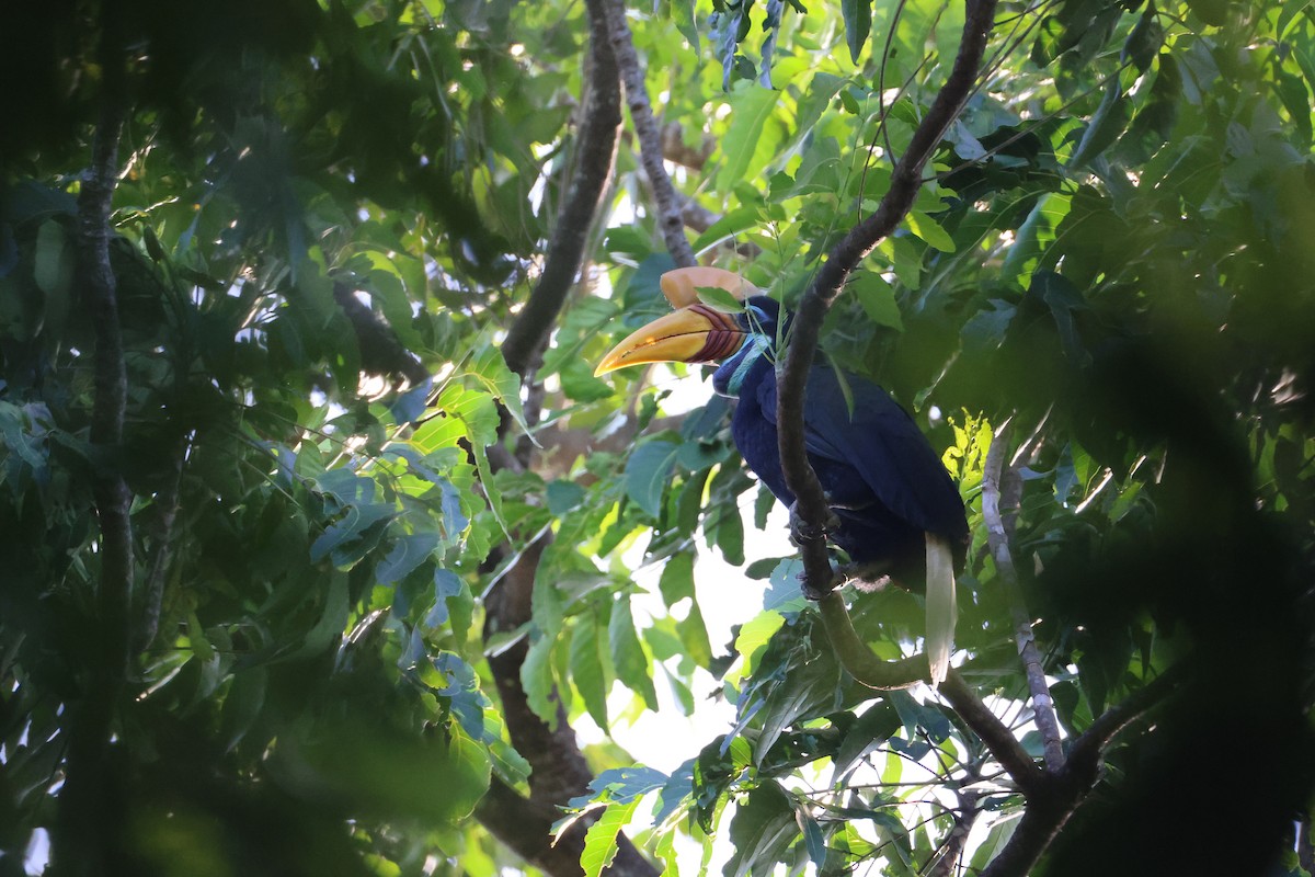 Knobbed Hornbill - ML644637425