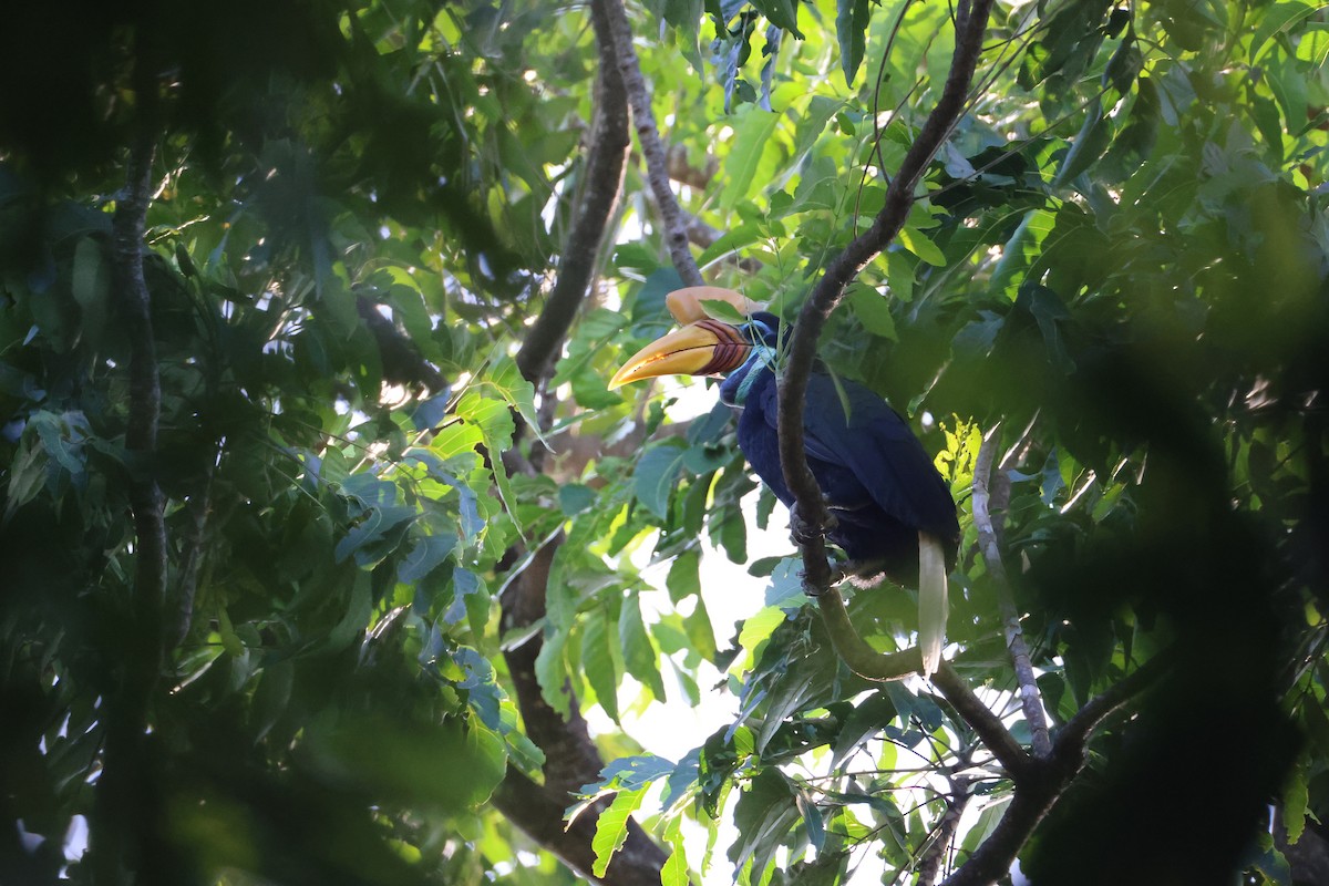 Knobbed Hornbill - ML644637426