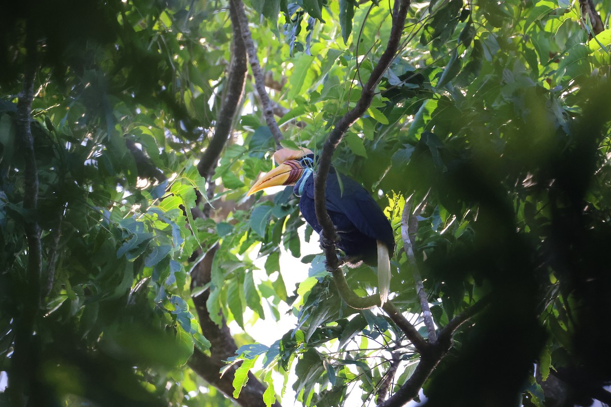 Knobbed Hornbill - ML644637427