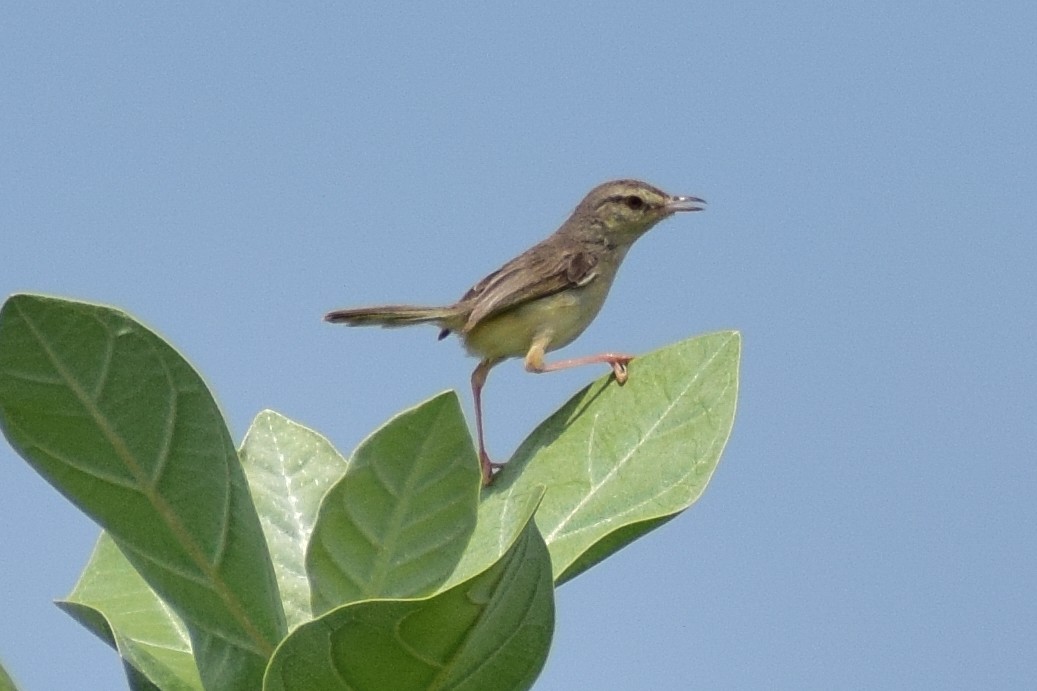 Plain Prinia - ML644637428
