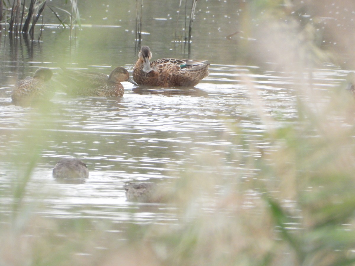 Northern Shoveler - ML644637431
