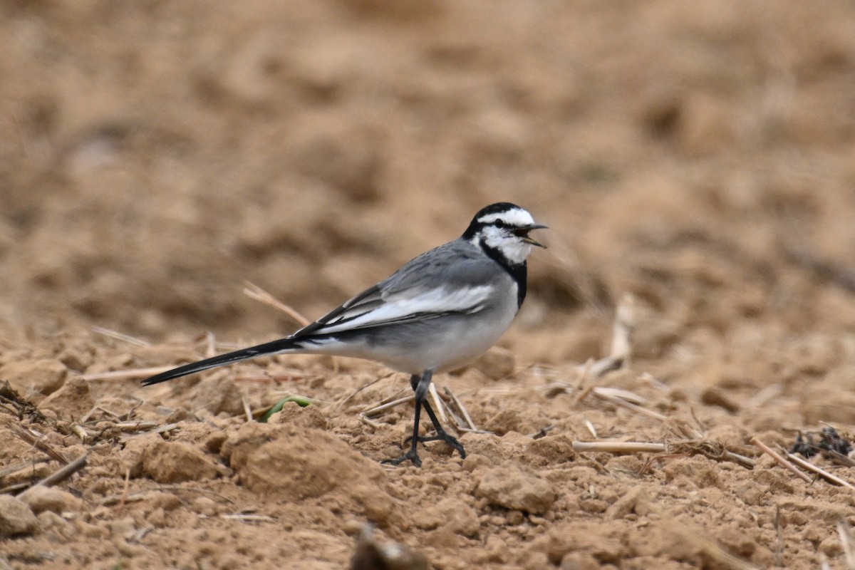 konipas bílý (ssp. lugens) - ML644637432