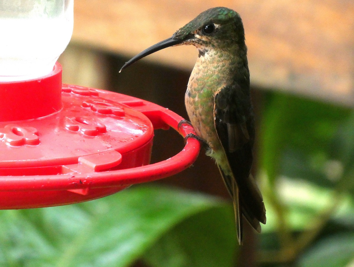Fawn-breasted Brilliant - ML644637433