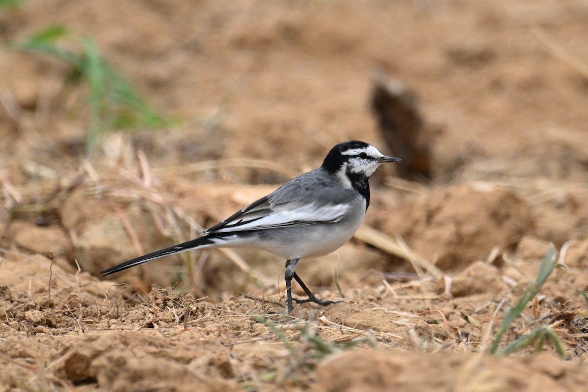 konipas bílý (ssp. lugens) - ML644637434